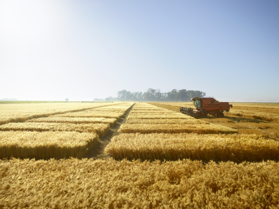 Inovația ajută fermierii români să își asigure productivitatea și leadershipul în domeniul cerealelor la nivel european