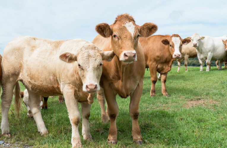 Noi reguli pentru subvenția la pășunatul bovinelor. Plățile vor depinde de relief și perioada de pășunat