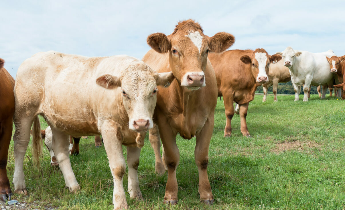 Noi reguli pentru subvenția la pășunatul bovinelor. Plățile vor depinde de relief și perioada de pășunat