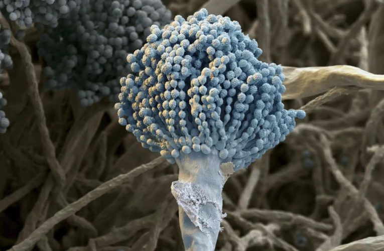 O ciupercă mortală care „mănâncă” corpul din interior se extinde rapid la nivel global