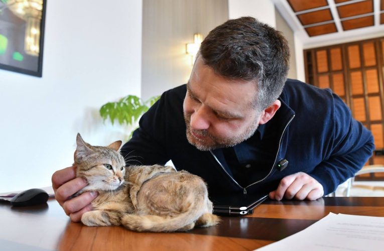 Primăria Capitalei are o angajată nouă: pisicuța Cathy, noua secretară a primarului Ciucu