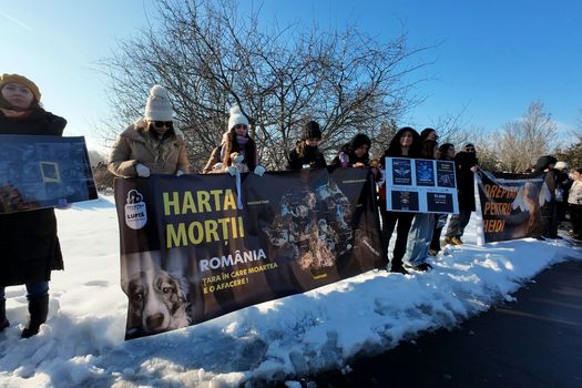 Protest la Palatul Parlamentului pentru drepturile animalelor. Peste 700 de persoane cer interzicerea eutanasierii în masă