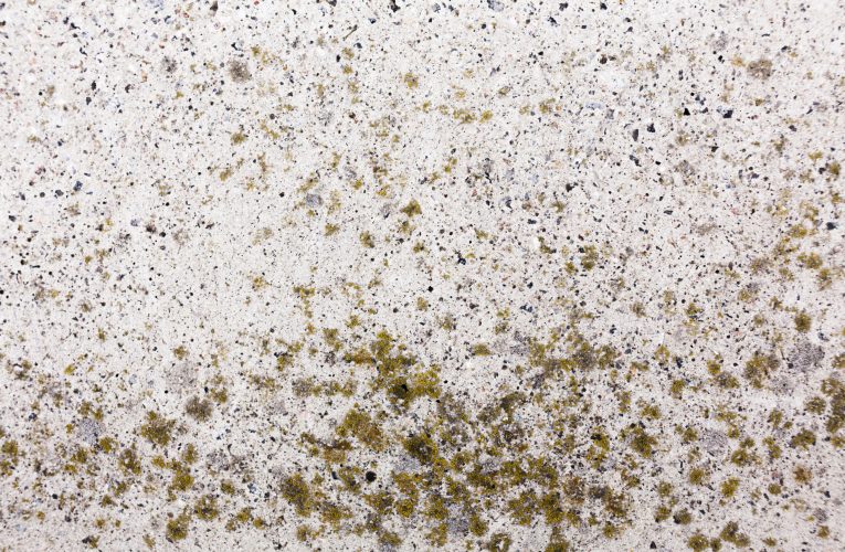 Studiu: Unde se ascunde mucegaiul toxic din casă și cum îți distruge plămânii