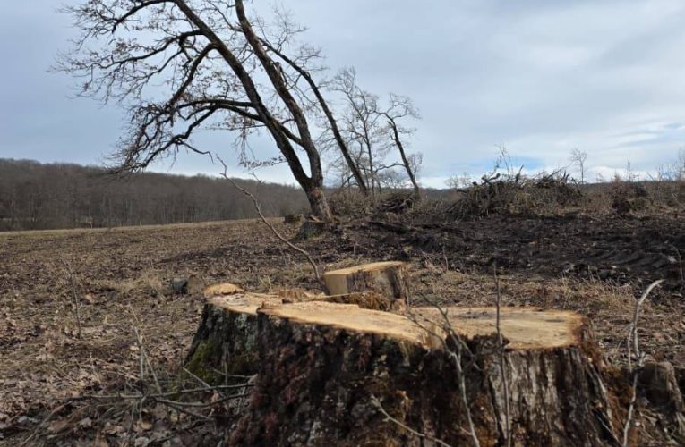 Tăieri ilegale de arbori într-o arie protejată din Brașov. Amenzi de 30.000 de lei și dosar penal