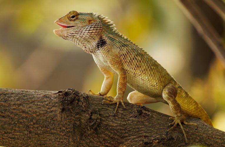 Un bărbat a primit o condamnare record după ce a transportat șopârle în pungi de popcorn, inclusiv pe teritoriul României