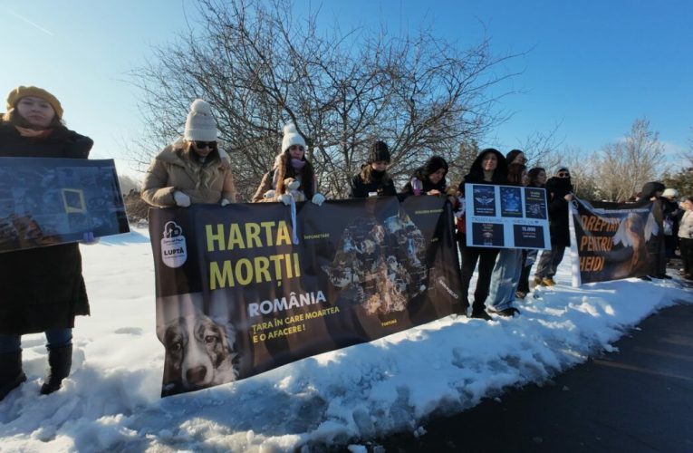 Un deputat propune înființarea unei comisii parlamentare de anchetă privind „centrele de exterminare” a animalelor