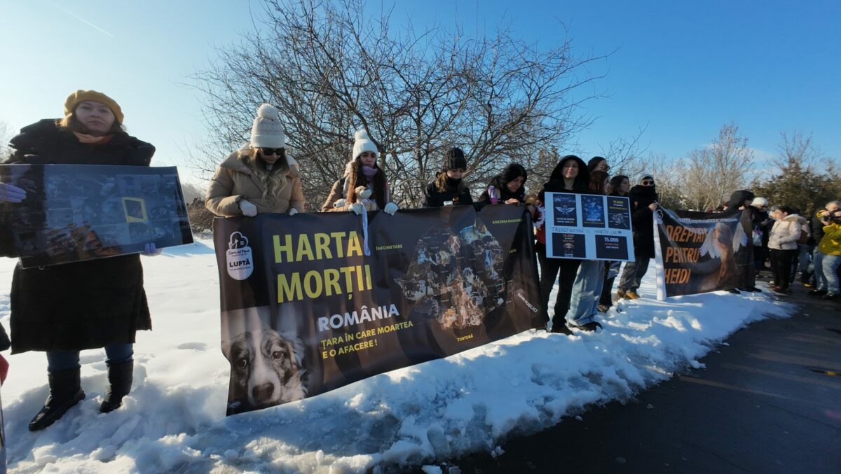 Un deputat propune înființarea unei comisii parlamentare de anchetă privind „centrele de exterminare” a animalelor