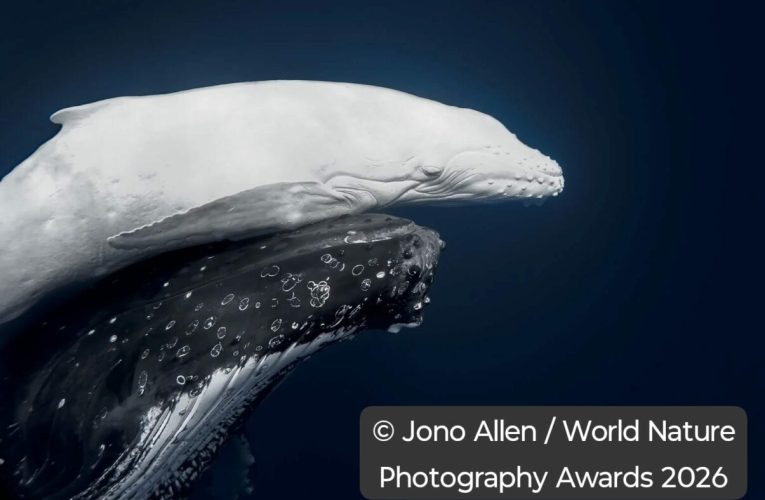 Un pui alb de balenă cucerește juriul mondial la World Nature Photography Awards
