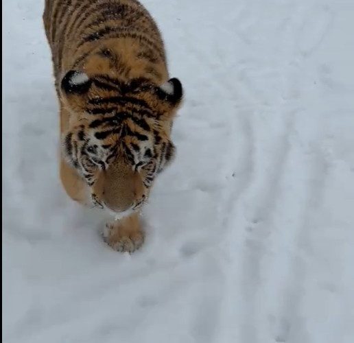 Un tigru filmat într-o curte din Dâmbovița, viral pe TikTok. Poliția face anchetă