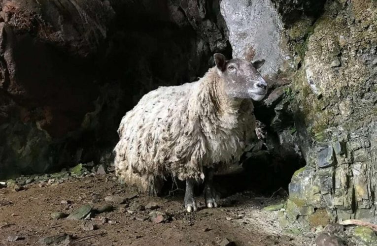 Viață nouă pentru Fiona: Salvată de sub stânci, are acum propria familie