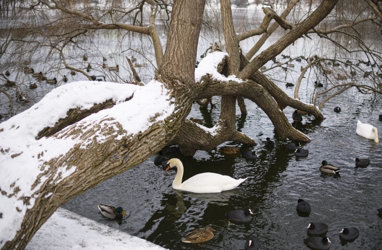 Zăpada, poleiul și gerul polar lovesc România. Temperaturi de -15 grade