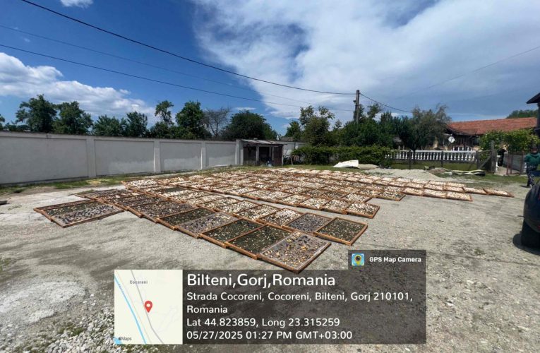 Afaceri de 13 milioane de lei prin exploatarea ilegală a 64 de tone de trufe