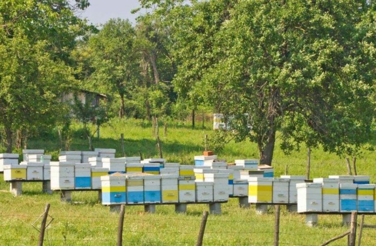 Ajutor de stat pentru apicultori: 12 euro pentru fiecare familie de albine