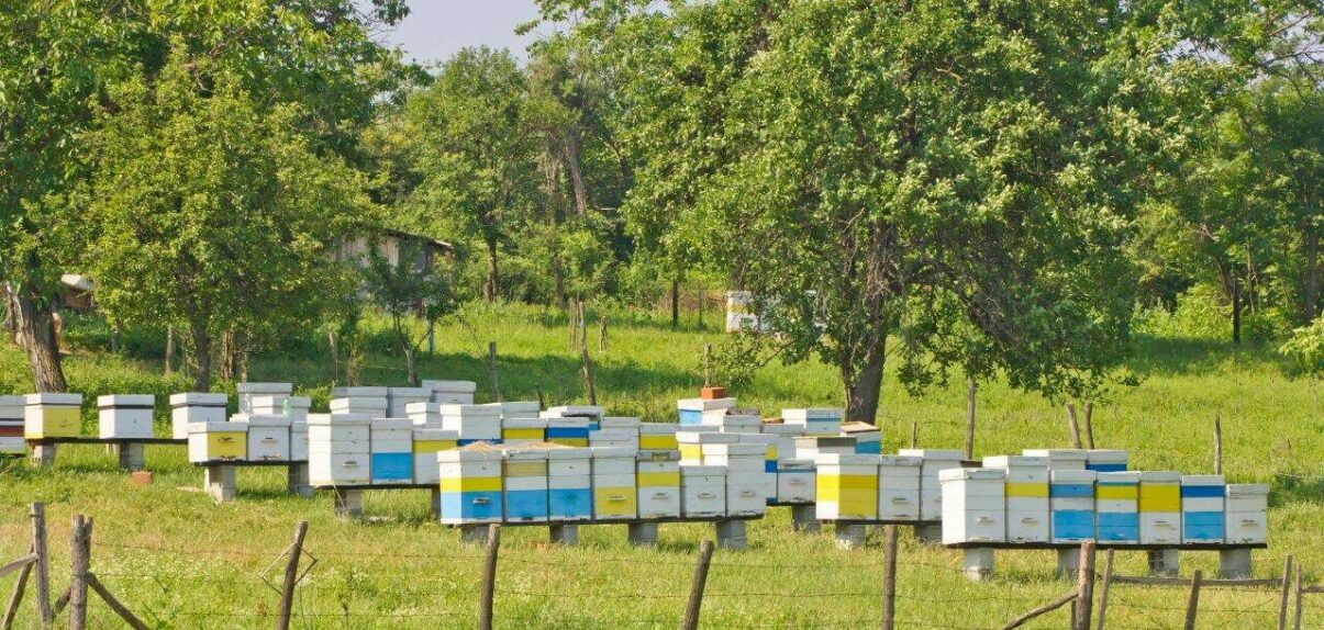 Ajutor de stat pentru apicultori: 12 euro pentru fiecare familie de albine