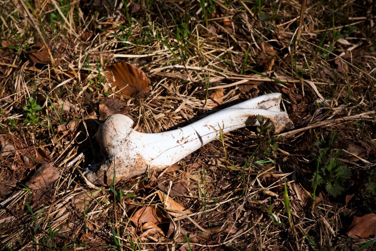 Cadavre de animale în putrefacție, descoperite pe un teren din Constanța. Autoritățile fac anchetă