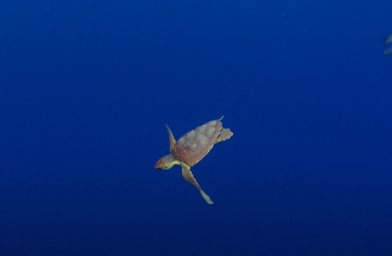 Călătoria incredibilă a țestoasei Diana: a parcurs peste 6.000 de kilometri, de la Ceuta până în Caraibe, pentru a se împerechea