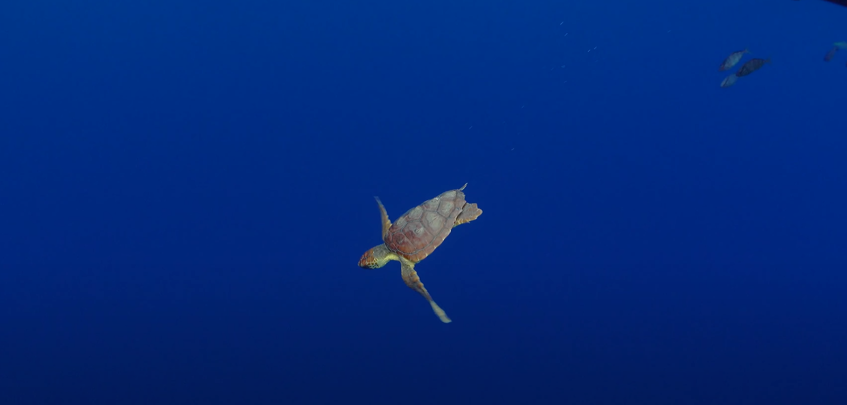 Călătoria incredibilă a țestoasei Diana: a parcurs peste 6.000 de kilometri, de la Ceuta până în Caraibe, pentru a se împerechea