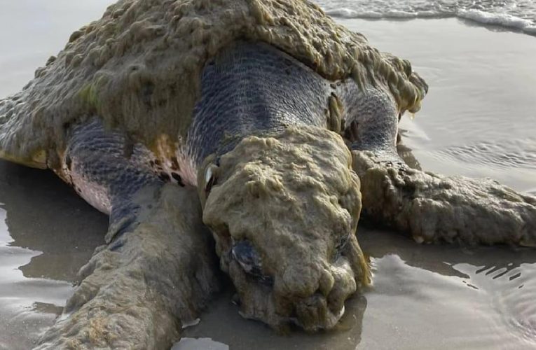 Cea mai rară broască țestoasă marină din lume a fost salvată în SUA