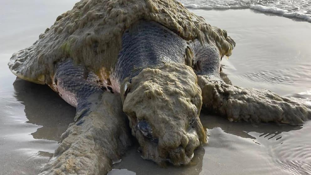 Cea mai rară broască țestoasă marină din lume a fost salvată în SUA