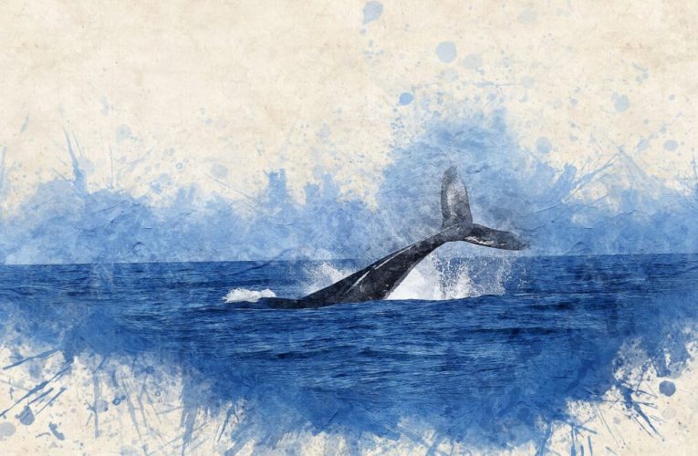 Cea mai veche înregistrare cunoscută a cântecului unei balene ar putea dezvălui misterele oceanului