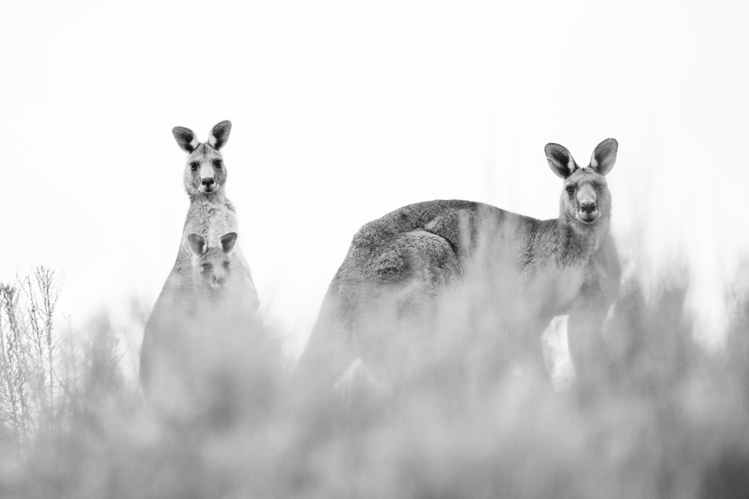 Cel mai mare pasaj pentru animale sălbatice din lume va fi inaugurat peste o șosea extrem de aglomerată
