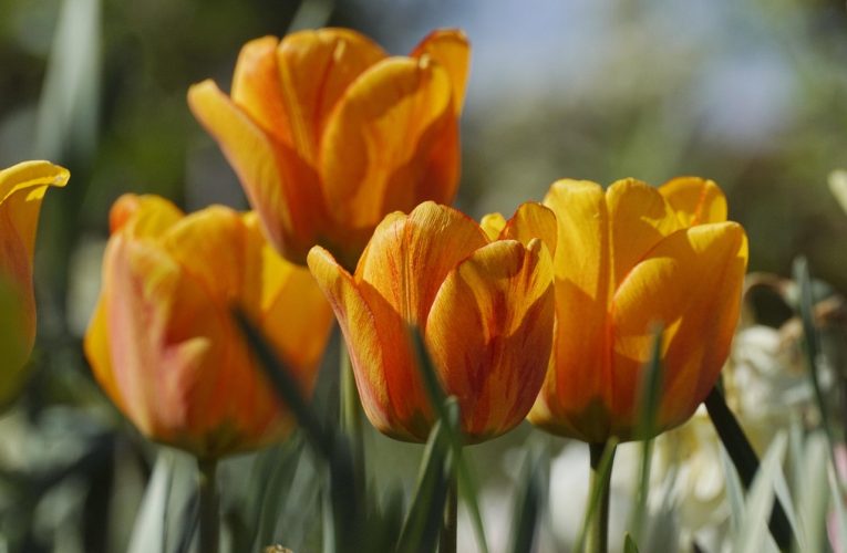 Cum să adopți un stil de viață sănătos primăvara: 5 sfaturi esențiale