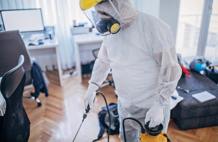 Curățenia de primăvară poate declanșa infestări ascunse. De ce cresc intervențiile DDD în București înainte de sărbători (P)