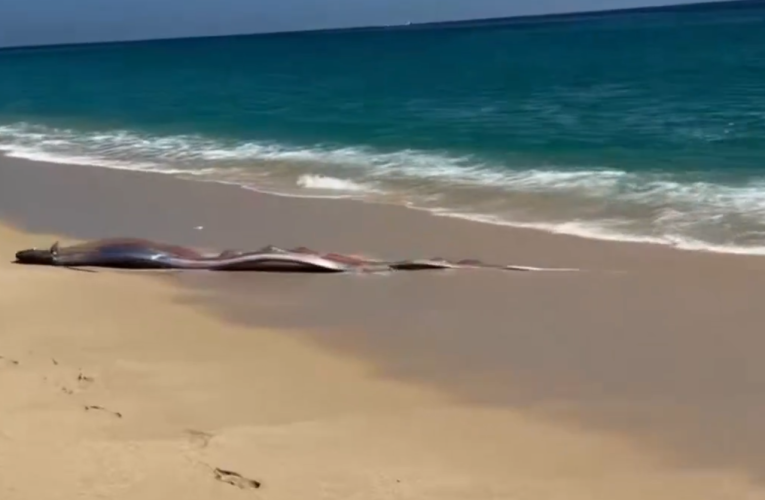 Doi „pești ai Apocalipsei” descoperiți pe o plajă de către turiști. Oamenii spun că este un semn rău