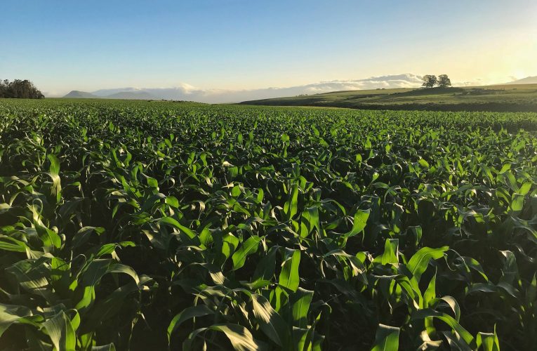 Fermierii români aleg genetica rezistentă la stresul climatic