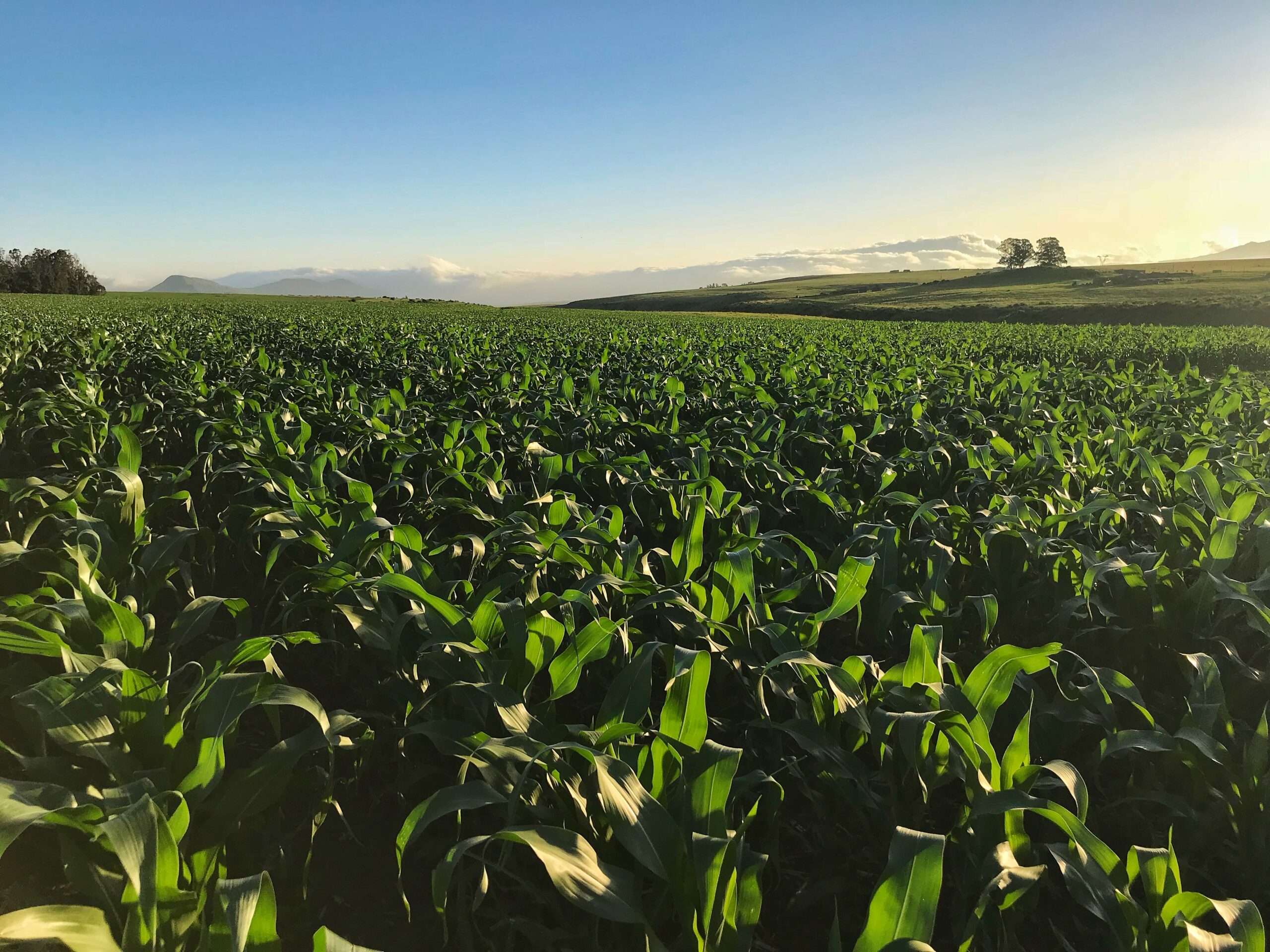 Fermierii români aleg genetica rezistentă la stresul climatic