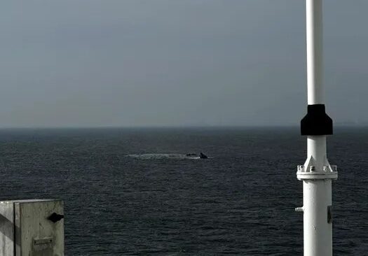 Forțele Navale Române continuă căutările în cazul remorcherului „Astana” scufundat la Midia