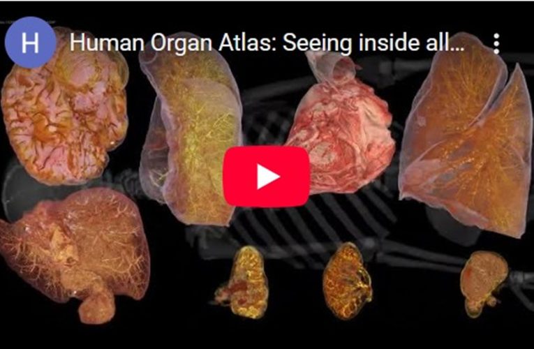 Human Organ Atlas, „Google Earth” al corpului uman. Cum arată organele la rezoluție aproape celulară