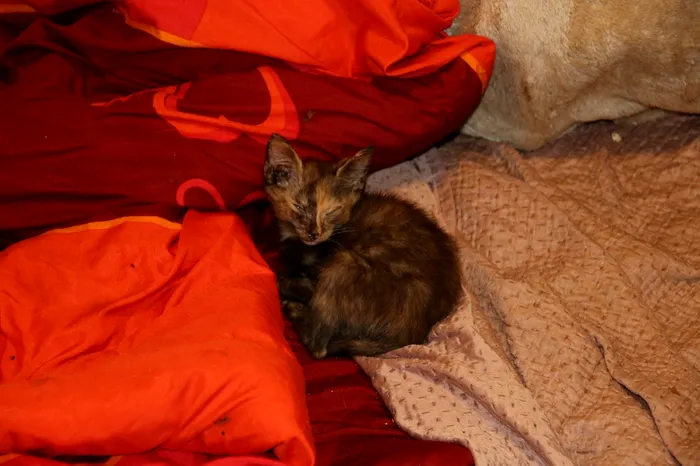 În Cehia, poliția a găsit aproape 100 de pui de pisică morți în congelatorul unei femei