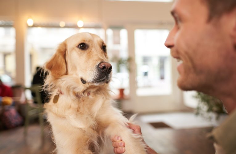 Limbajul câinilor. Ce trădează coada, urechile și privirea cățelului tău