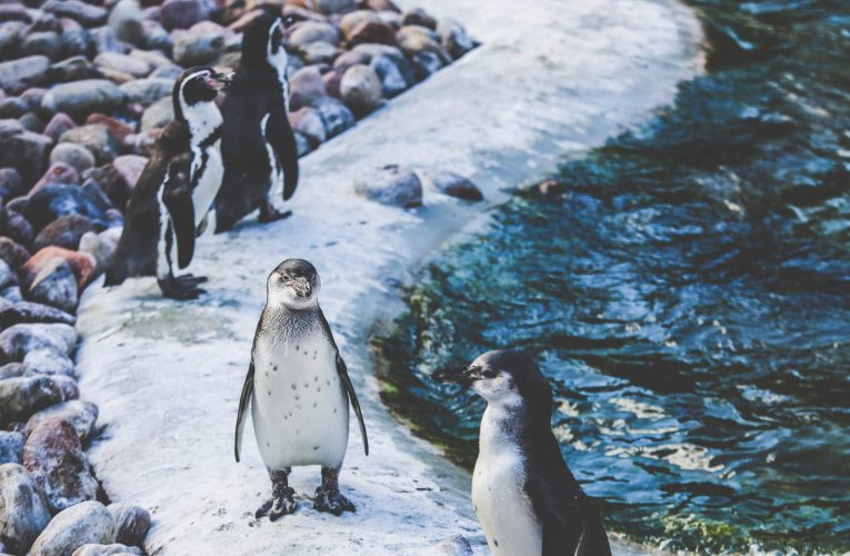 Locul de pe Pământ unde pinguinii sunt mai numeroși decât oamenii