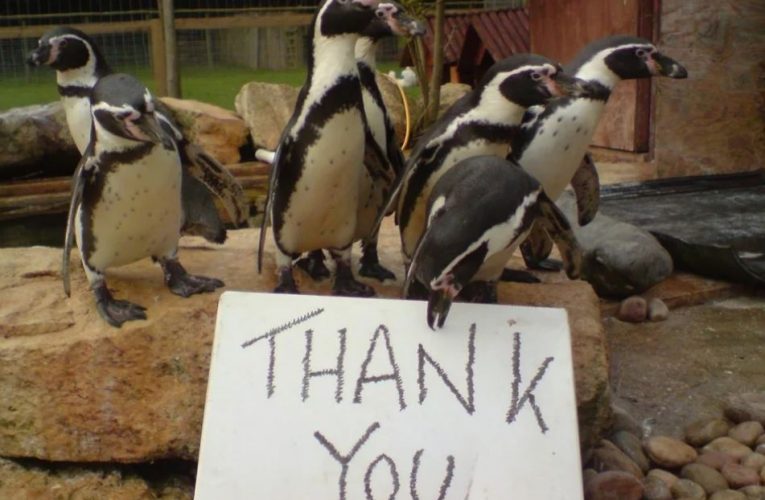 O celebră grădină zoologică se închide. Ce se va întâmpla cu animalele