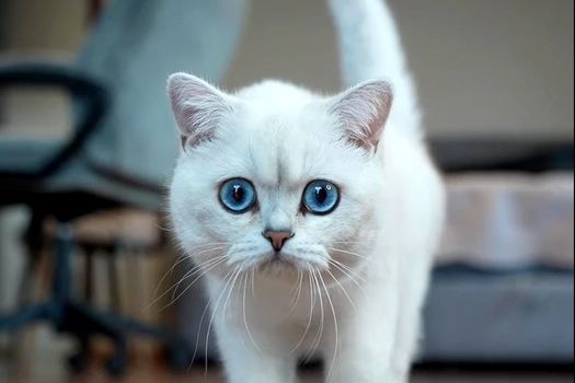 „Oscarurile lumii feline” se decernează în acest weekend la București. Campioni din toată Europa vin la Salonul SofistiCAT