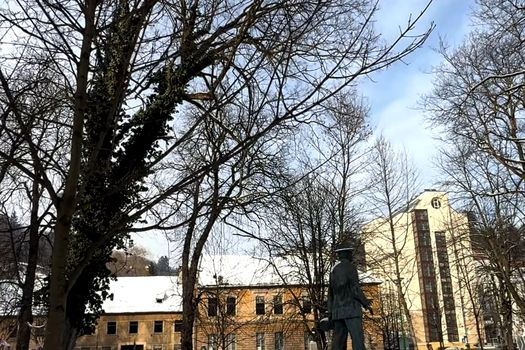 Primăria Brașov verifică arborii cu tomografii. Zeci de copaci prezintă risc de cădere