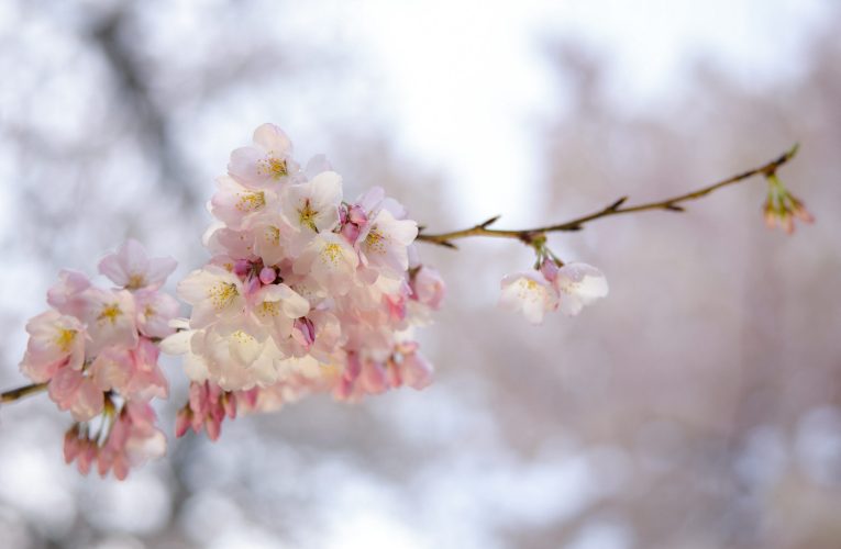 Prognoza pentru 2 săptămâni. Cum va fi vremea de Paștele catolic și cel ortodox