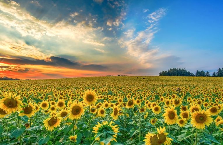 România, locul 1 în UE la producția de floarea-soarelui în 2025