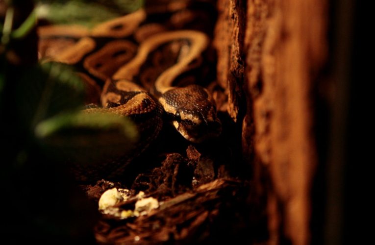 Sângele de piton ar putea revoluționa tratamentele de slăbit, după descoperirea GLP-1 cu ajutorul unei specii de șopârla