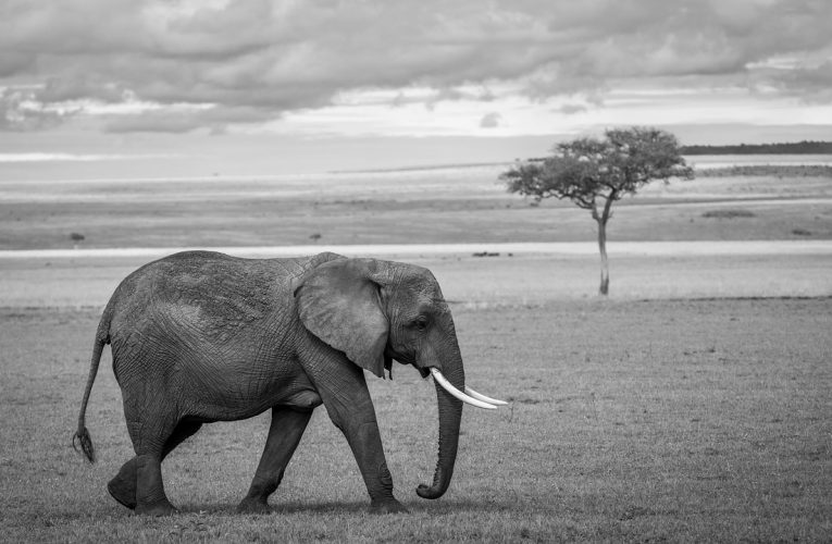 Timp de zeci de ani au circulat zvonuri despre elefanți fantomă în Angola. Un explorator i-a descoperit