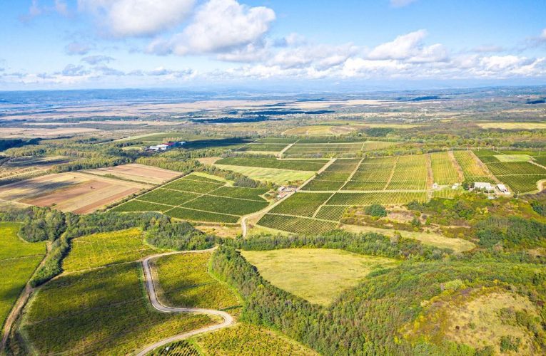 Viticultorii protejează vinurile românești premium prin soluții inovatoare de combatere a bolilor