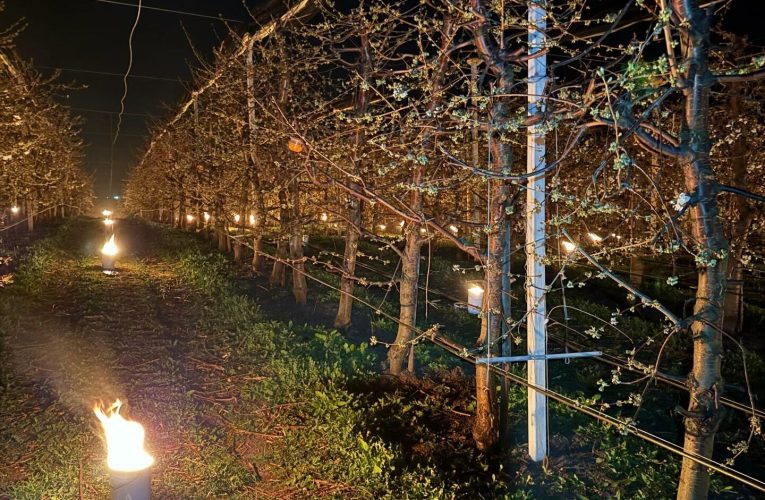 40.000 de euro arși într-o noapte ca să salveze cireșii de îngheț