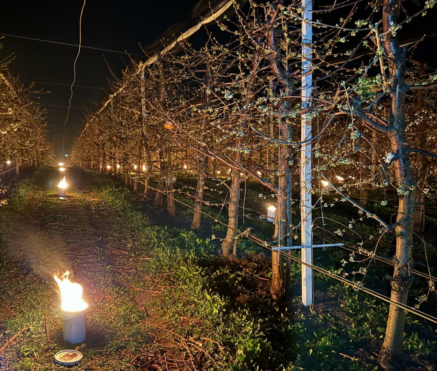 40.000 de euro arși într-o noapte ca să salveze cireșii de îngheț