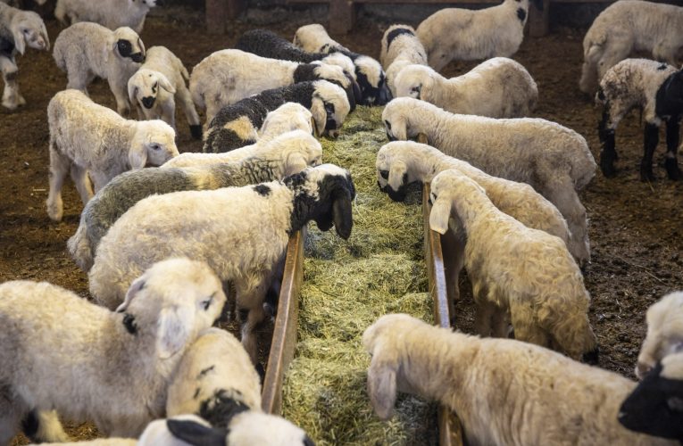 Alertă sanitară în Grecia, după descoperirea unui focar de febră aftoasă