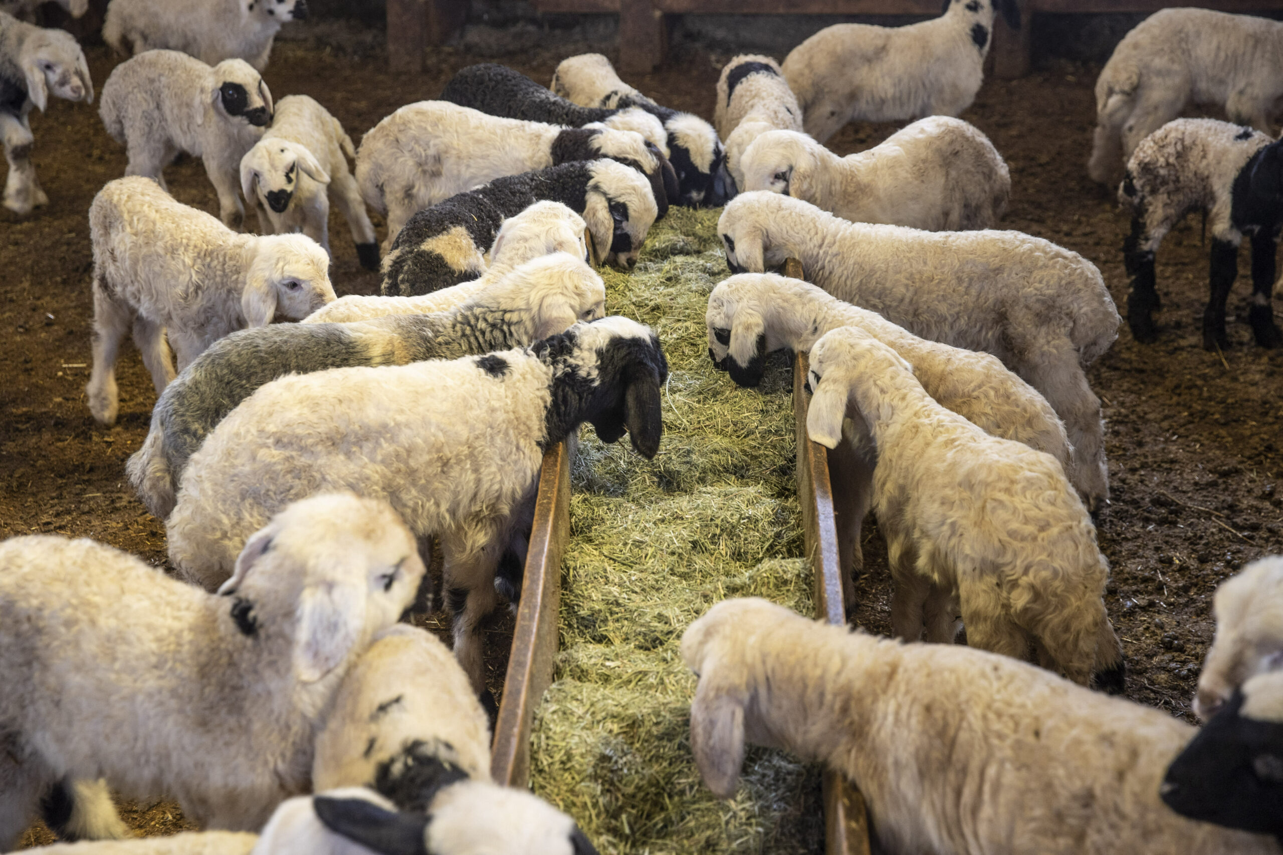 Alertă sanitară în Grecia, după descoperirea unui focar de febră aftoasă