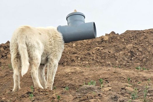 Câine cu capul blocat într-o țeavă, de zile întregi în Ilfov. Apel urgent al Protecției Animalelor