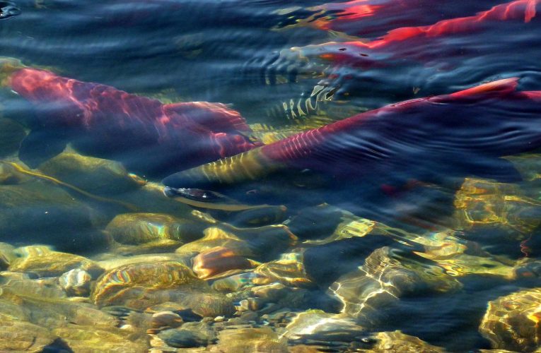 Cercetătorii au analizat un somon vechi de 40 de ani și au descoperit un semn surprinzător al refacerii oceanului