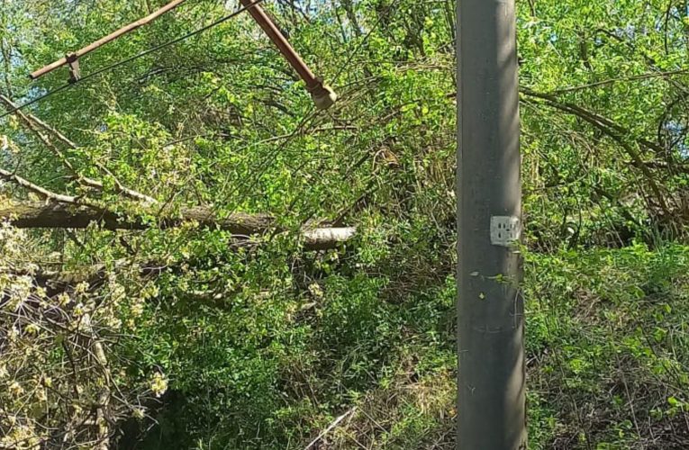 CFR: Circulația trenurilor oprită temporar pe două trasee din țară, din cauza copacilor căzuți